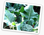 Broccoli in the Garden.