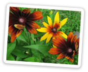 Flowers in bloom from the Garden.
