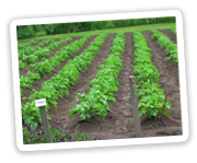 Rows in the Garden.